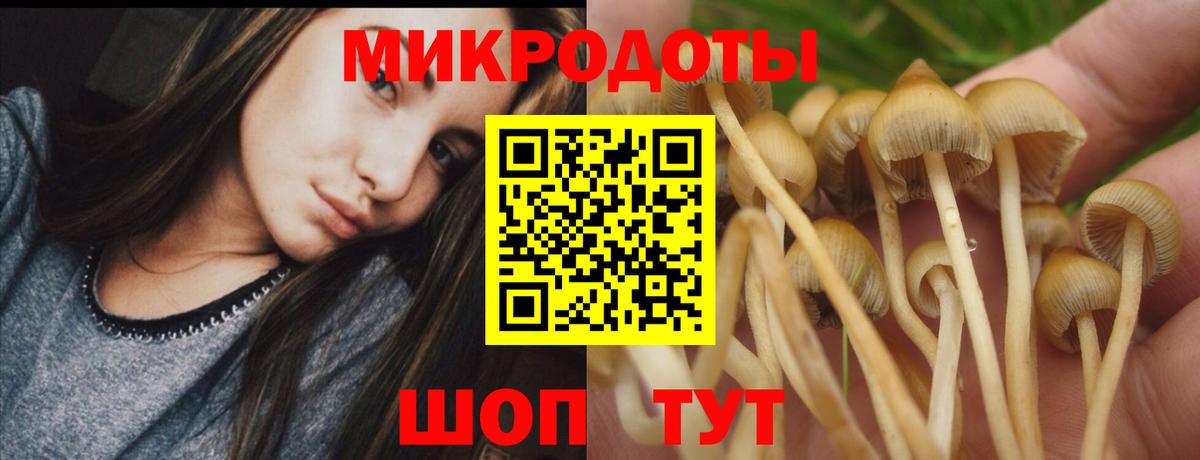 Псилоцибиновые грибы мицелий Сочи
