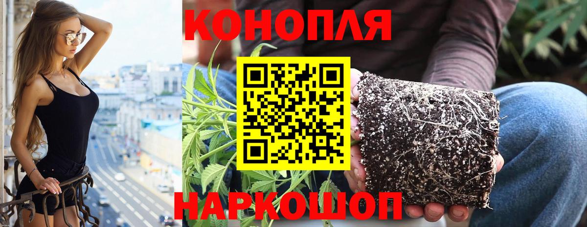 Бошки марихуана VHQ Сочи